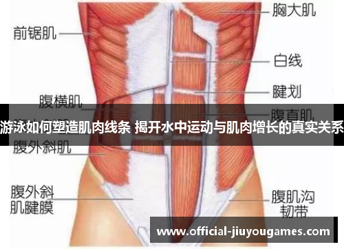 游泳如何塑造肌肉线条 揭开水中运动与肌肉增长的真实关系